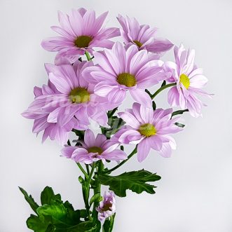 Розовая кустовая хризантема Софтон