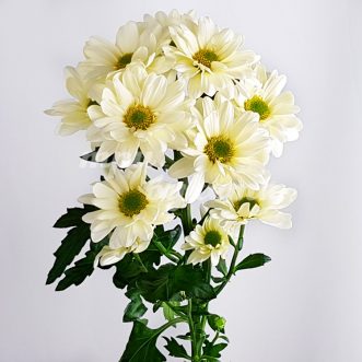 Желтая кустовая хризантема Просекко