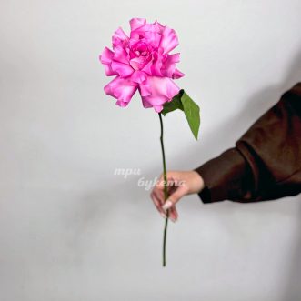 Французская роза сорта Мандала